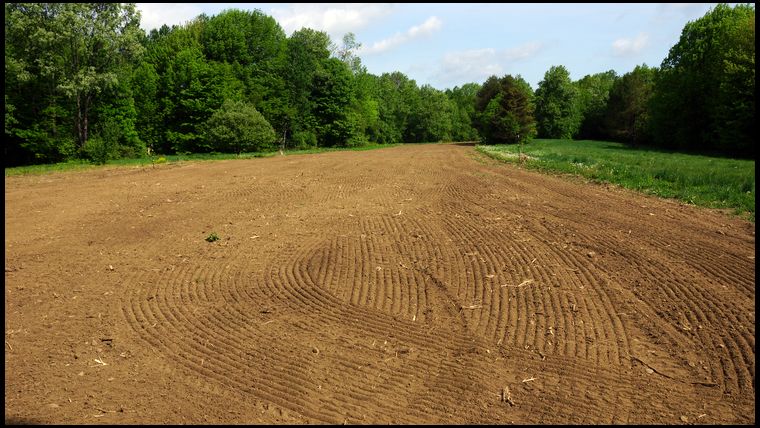 Field 1, also called Food Plot 1 is 100% Soybeans this year. This was a combination of corn and beans last year but there was too much bear damage.