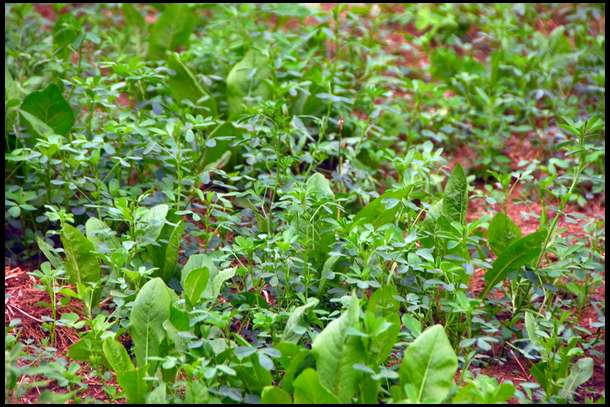 Where the alfala is doing well, it is about 8 inches tall like this. This particular plot contains 80% Alfalfa, 20% Chicory.