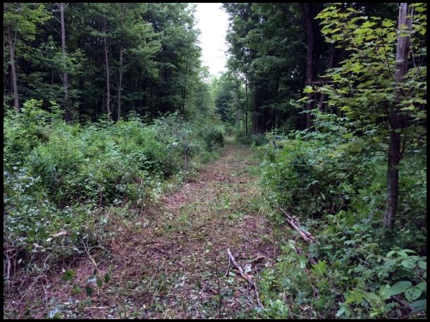 Travel corridor road cut winding through the timber