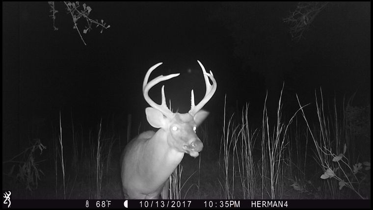 Added lime...put up fence again...got better growth but deer were jumping fence or going under and still eating. With humidity, rain, etc...the chemical did not deter them good enough.  More deer being seen and some decent ones too.  Also turkeys but also coyotes showed up.