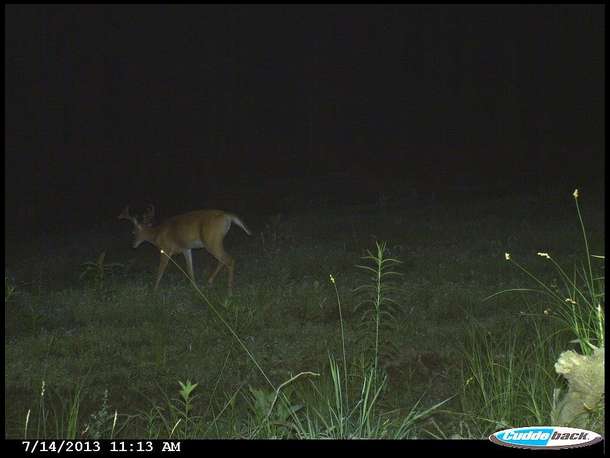 Bigger 8 point.