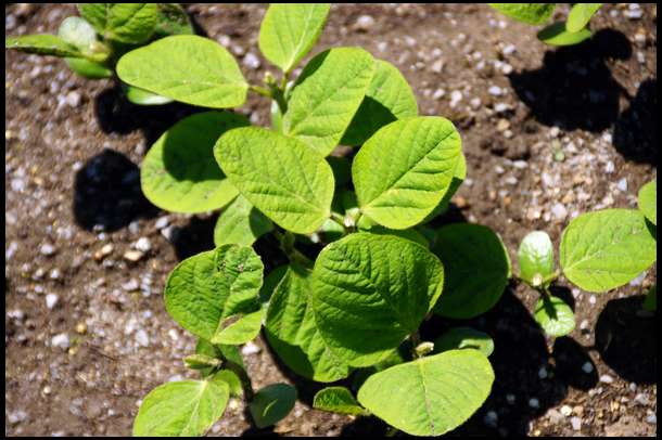 So far, bean growth is early but appears to be healthy. We have good color and vigor so far.