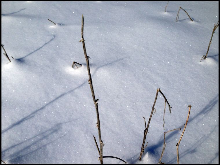 There are no leaves left on any soybean stalk. They have all been stripped off a while ago. 