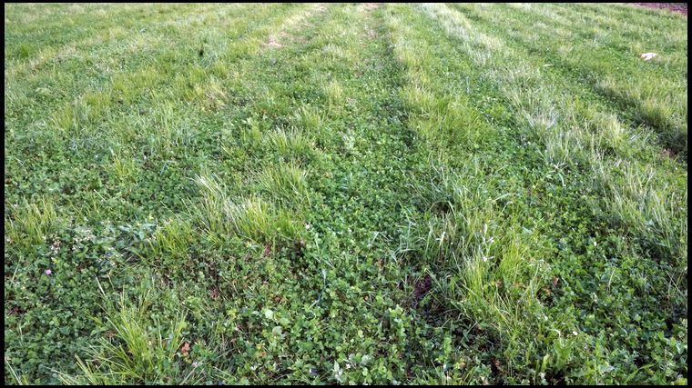 Basically, the plot is grass and red clover, the alfalfa is gone.