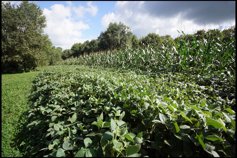 Our bean plot is 4' tall and extremely thick. It looks fantastic. 