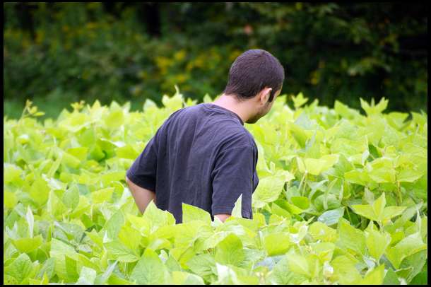 My son Matt is almost engulfed in the soybean plot. About 45
