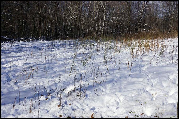 All you see in this photo is weeds. The beets are under the snow. 