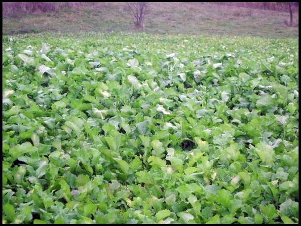Looks like it may be done growing. some of the tops are starting to turn.