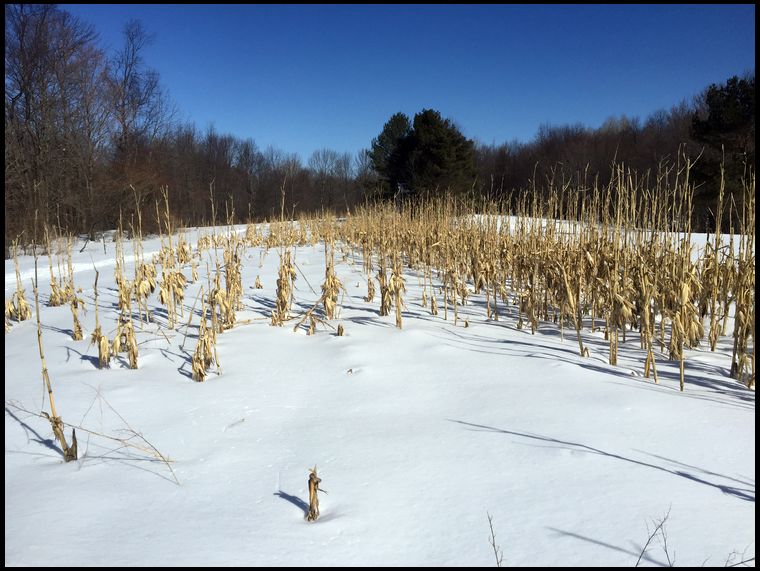 One week from April and there is still 3' of snow on the ground. We do expect to find winter kills. 