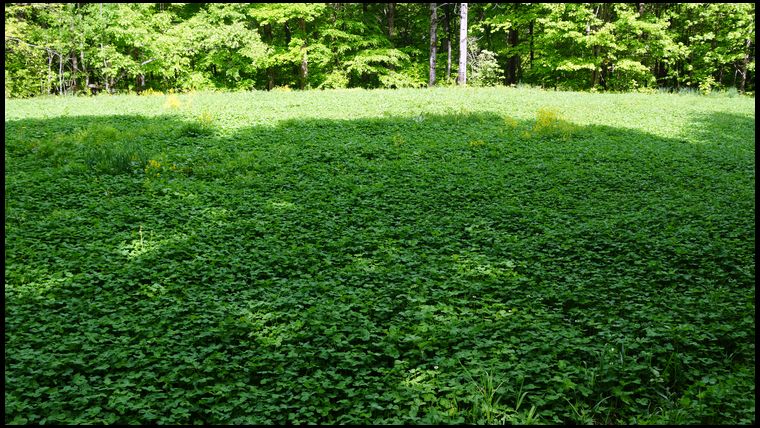 Generally the plot is weed and grass free except for a couple mustard plants. I mowed shortly after this photo was taken.  While I was mowing a doe kept running into the clover until I drove back around and then would wait me out in the woods. Now that is some attractive forage!