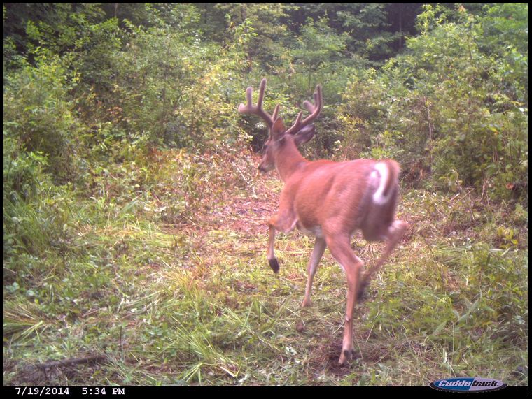 Daylight picture of buck using new corridor