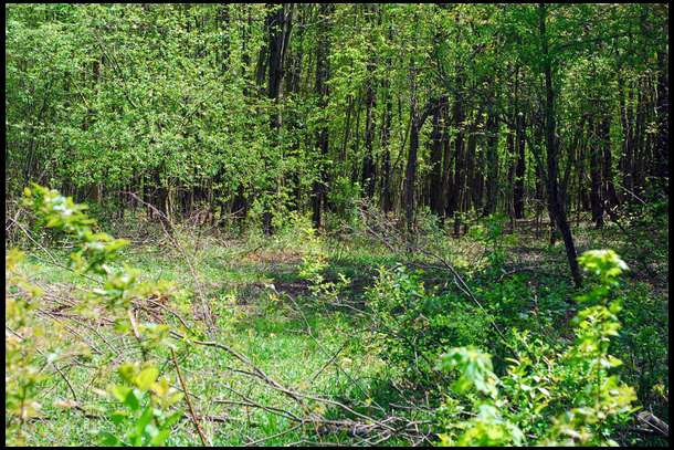 After stumps were ground, we had to pull out the BrushBull Rotary cutter to clear out the saplings and ground level brush. This took no more than 20 minutes to finish off this half acre spot.
