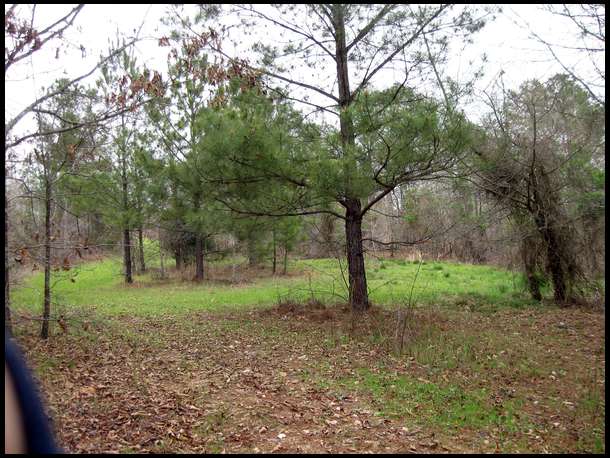 little plot surrounded with cover. Really became the honey spot this year