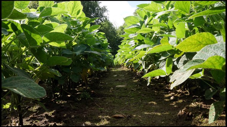 Soybeans are not fully mature yet. They are about 24