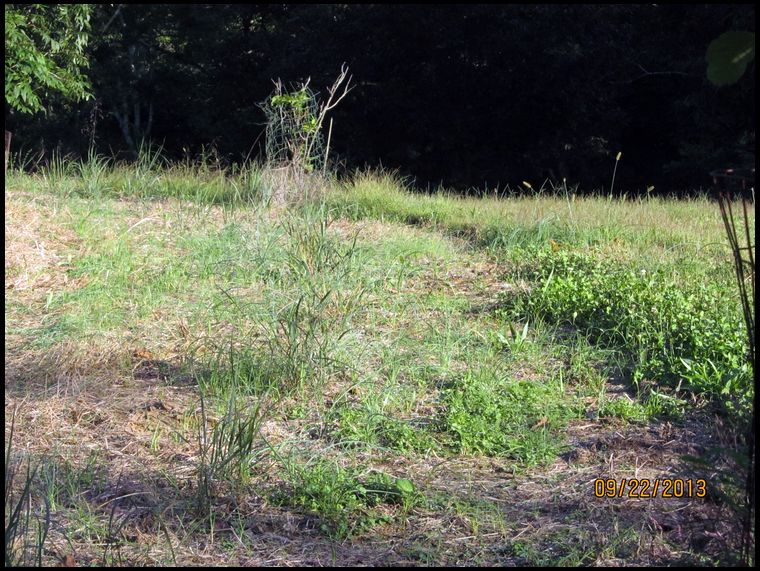 I now plant pulling the bottom of cup off and leave plant in cup. It is easier to see when spot spraying the weeds. Also, this is necessity when planting wild flowers. You can definitely see the wild flower.