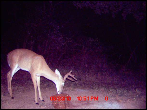 Aug 2010 average large buck