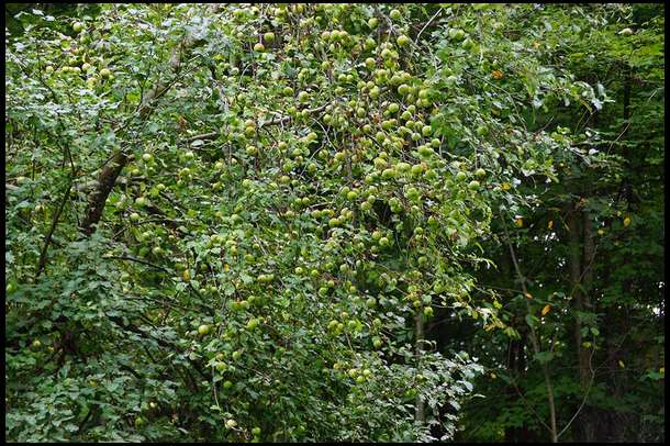 We have been releasing trees in strategic ares while in other areas we are letting the maples choke them  out. We don't need thousands of producing apple trees. here is one that we have been releasing for three years. 