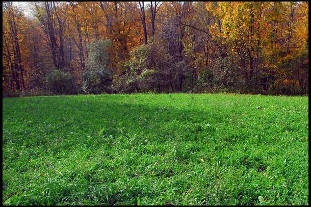 Wide view of our alfalfa plot