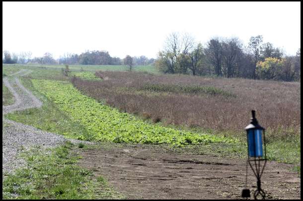 Nearly 2 miles of perimeter plots planted in radish and clover, will be frost seeded with clover in February.