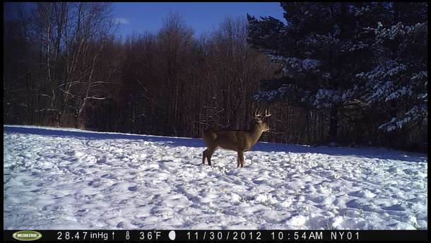Here's a 8 that showed up in the middle of the day.