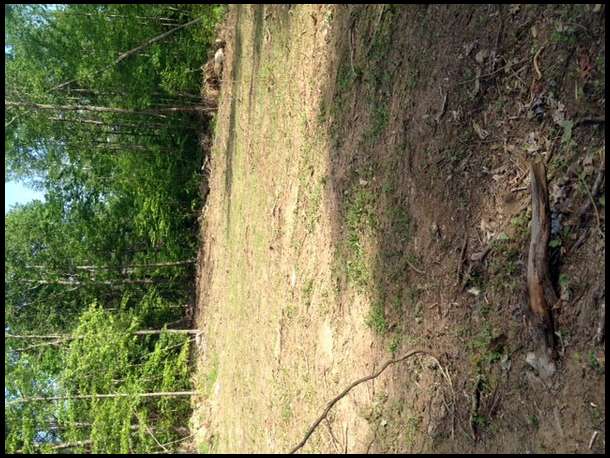 Clover sprouting.