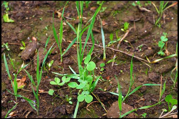 Closeup shows peas and oats.
