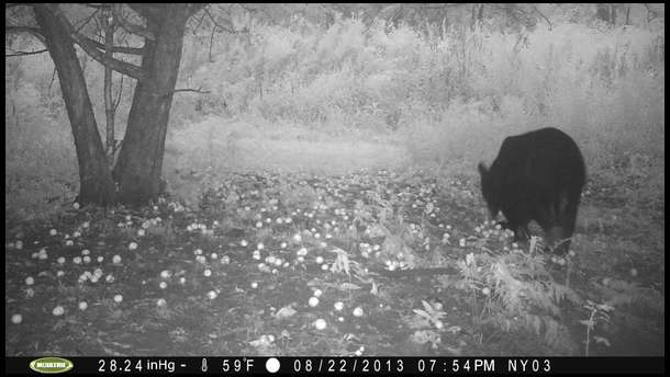 Under our apple trees