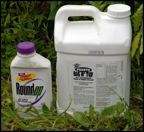 Guess which one is cheaper? Answer: the one on the right. Buying roundup is silly when you can buy Glyfo in greater quantity from Tractor Supply.