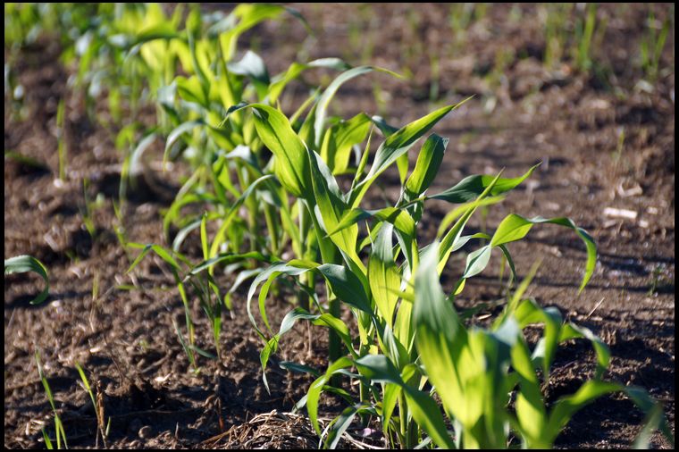 Strong, green growth. This corn plot is establishing very well. 