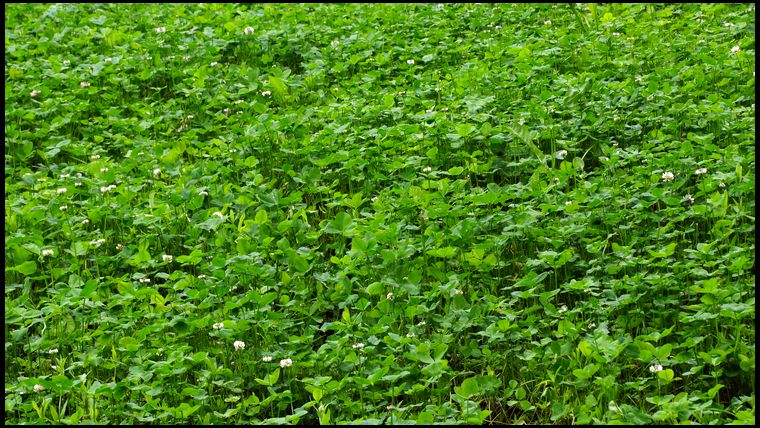 Close up of the clover. Hard to find grass or weeds here. 