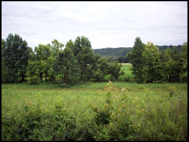 VIEW OF RIVER BOTTOM FIELD FROM RD, LETTING THICKET GROW UP NEXT TO RD