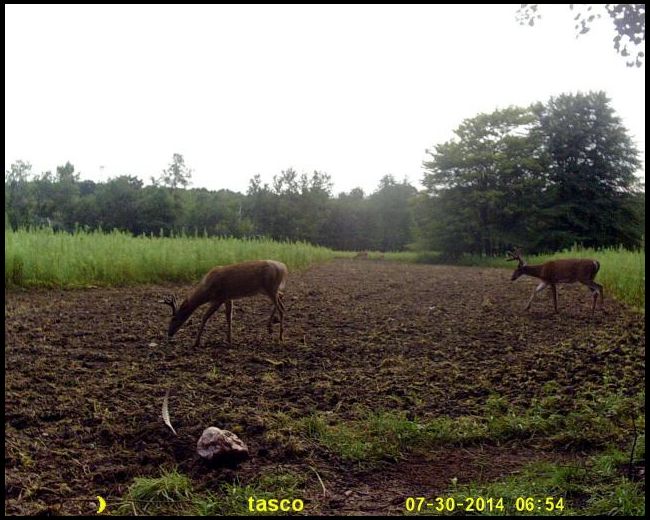 Deer are already eating new growth