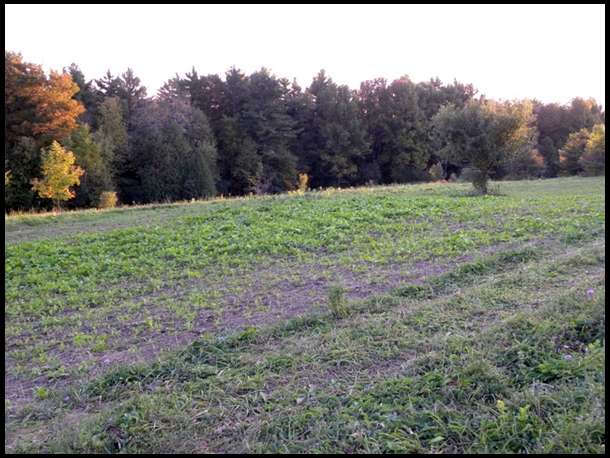 only about 1/3 of it is going good now. ran out of seed and did 1/2 of the plot in some old clover seed I had and its not going good.