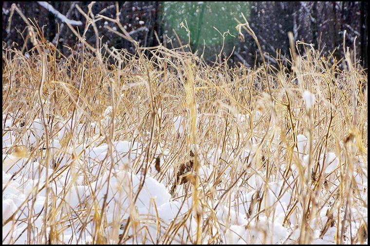 As you can see, the plants are stripped clean. This all happened when the snow hit.