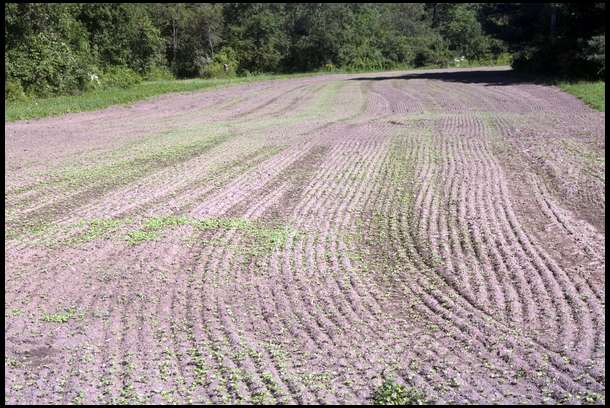 Same plot 8/21/2012