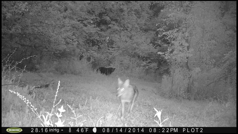 Great Photo of the big bear watching a Coyote