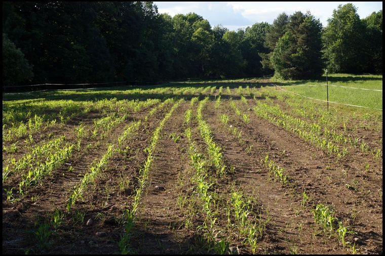 You can see the turkey damage in this photos. Look for the missing sections in the rows. The turkeys would walk down the rows and peck at each emerging plant until they were satisfied. My guess is they wiped out 10% of the entire plot. But the activity is over now that the seeds have germinated.