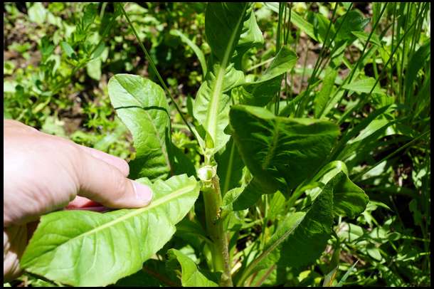 The Chicory is drawing deer just as much as the alfalfa. Here is the average chicory plant with the heads snipped off by deer. 