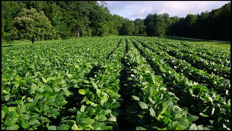 Fenced. One acre plot about 3' high. Still growing.