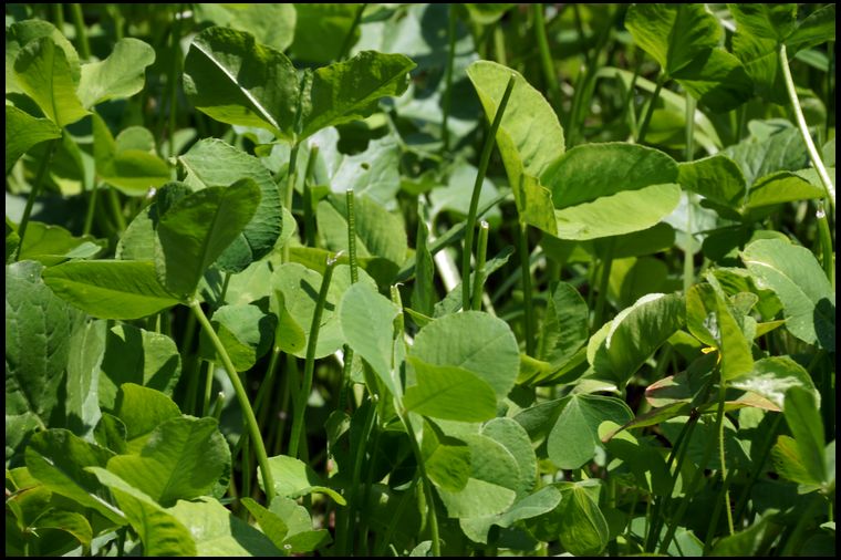 Within less than two months we have strong utilization by whitetails on this ladino plot.