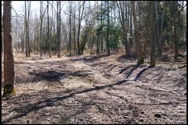 Area that new ditch drained. Will plant trees and high bush cranberries here.