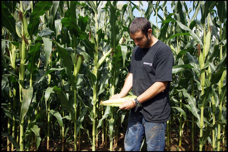 Flanked by 10' high stalks, my Son Matt shucks and ear to display a very healthy cob