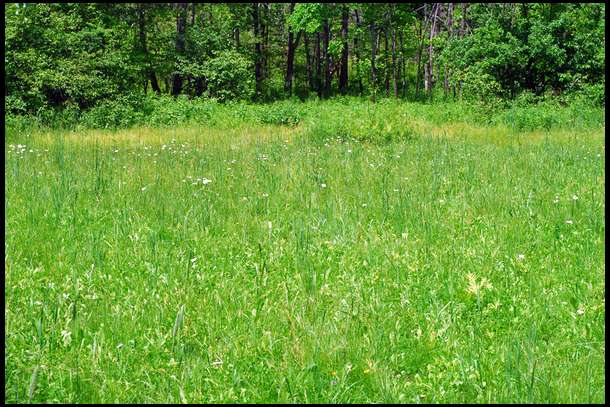 Here is a wide view of plot 4. It doesn't look like much from this angle, there is a lot of grass shooting up. But if you look closer the results are very good.