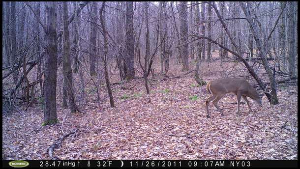 Photo 2. We were so close. He left undisturbed - right into the sanctuary.