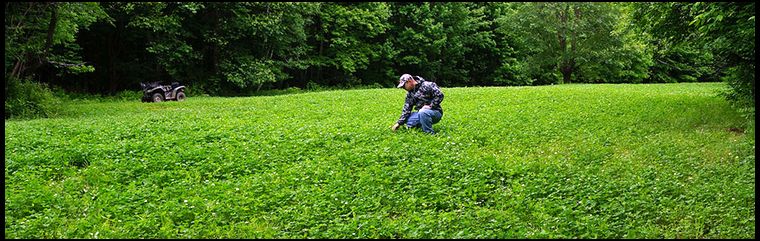 Our clover is thick and weed free. We have mowed once so far and will do another mowing when the clover starts to flower.