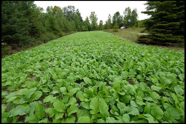 the larger plot of brassica