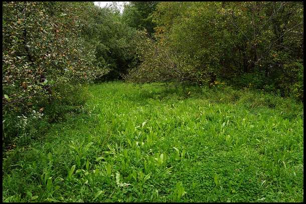 This photo shows our orchard. It is all apple trees with a handful of maples left standing to provide treestand locations. The ground is planted with clover and chicory. 