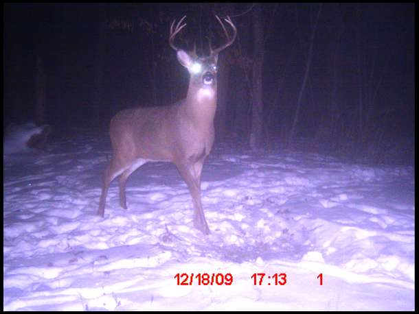 8 Pointer 2 nights before he gave me a decent shot opportunity.