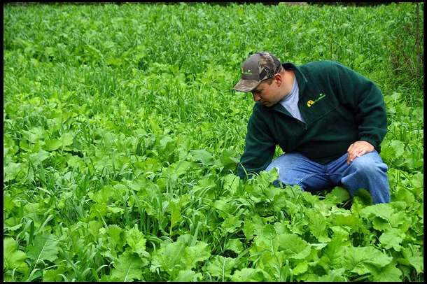 Both the oats and radishes are doing extremely well. I am very impressed with this plot and we planted it on new ground.