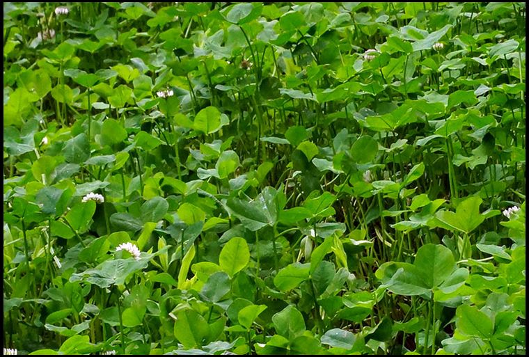 Close up of the Ladino Clover. This was brown bag Regal Graze Ladino purchased by Hancock Seed.